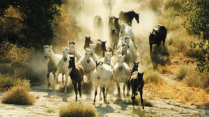 Group of horses running down a hill