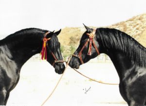 Horses arc