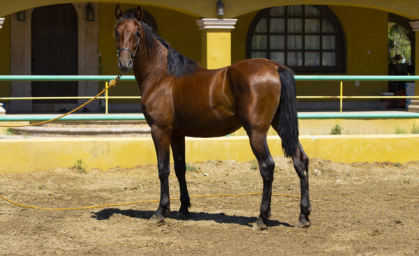 BUSCADOR JHE - Image 3