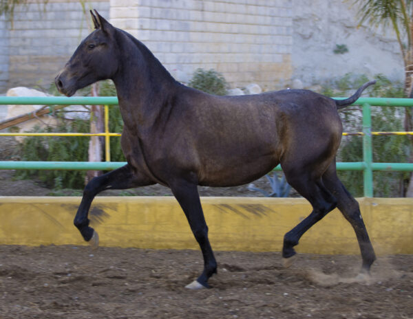 FANTASTICA DE HERRERA - Image 5