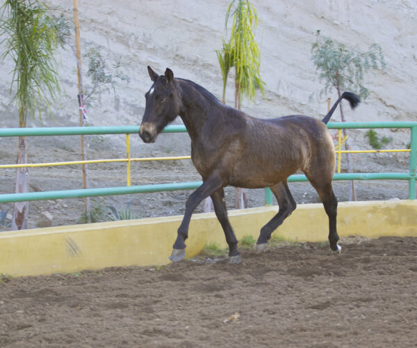 COLORINA JHE - Image 5