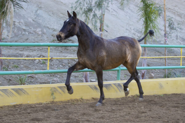 COLORINA JHE - Image 6