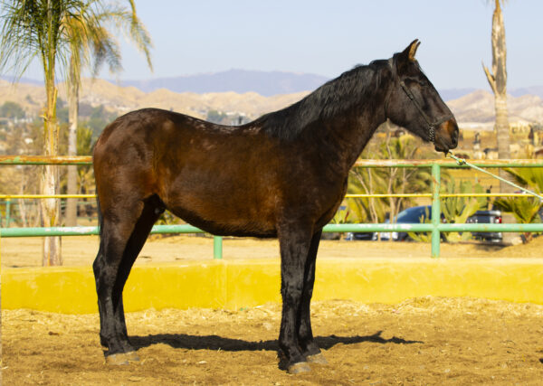 ORGULLOSO JHE VI - Image 2