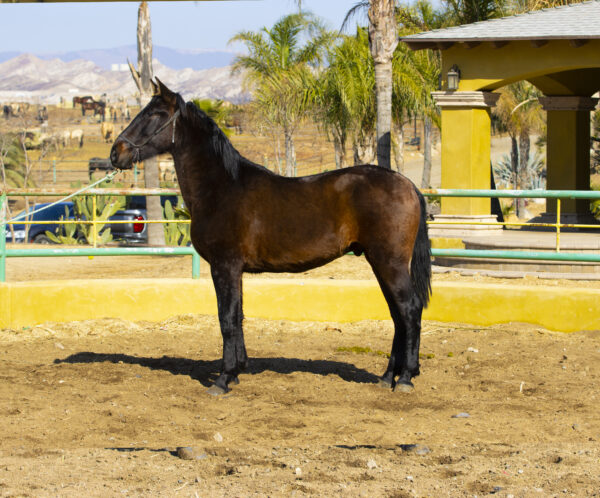ORGULLOSO JHE VI - Image 3