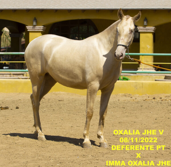 OXALIA JHE V - Image 4