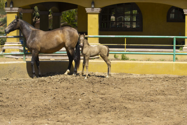 BOLERA DE HERRERA - Image 4